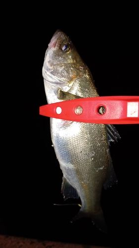 セイゴ（マルスズキ）の釣果
