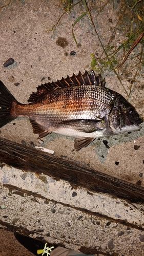 チヌの釣果