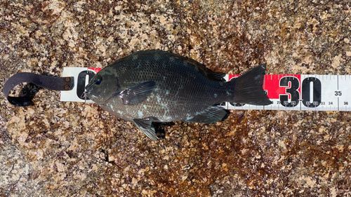 クチブトグレの釣果
