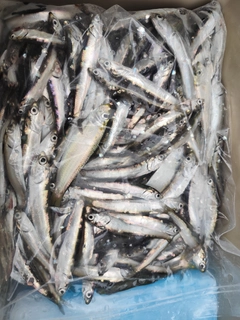 カタクチイワシの釣果