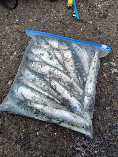 イワシの釣果