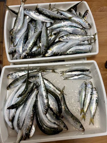 マイワシの釣果