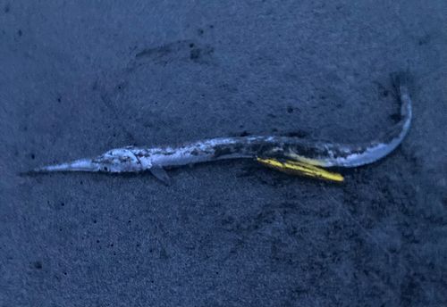 ダツの釣果
