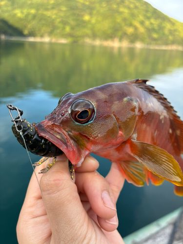 アカハタの釣果