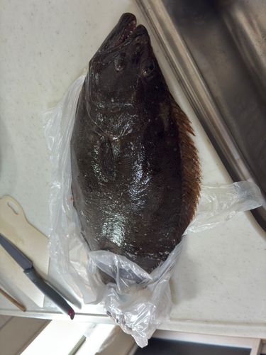 ヒラメの釣果