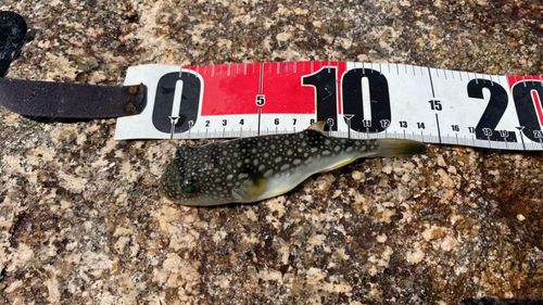 クサフグの釣果
