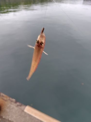 キスの釣果