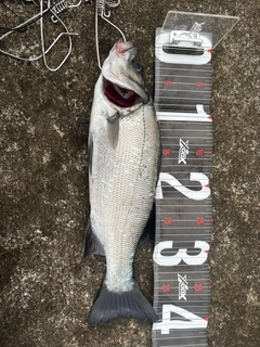 セイゴ（マルスズキ）の釣果
