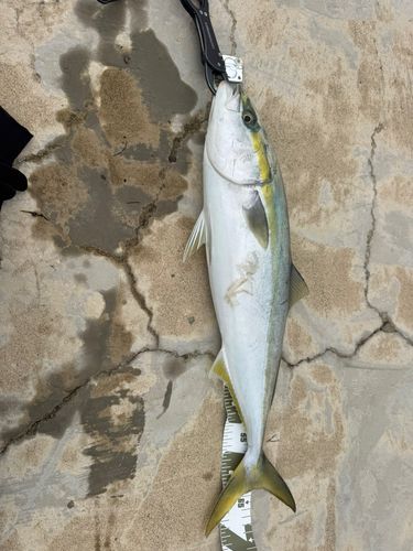 イナダの釣果