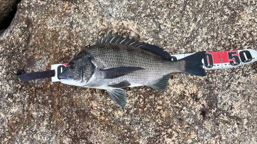 チヌの釣果