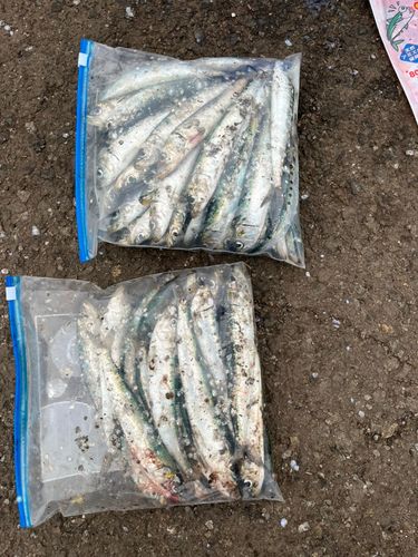 イワシの釣果