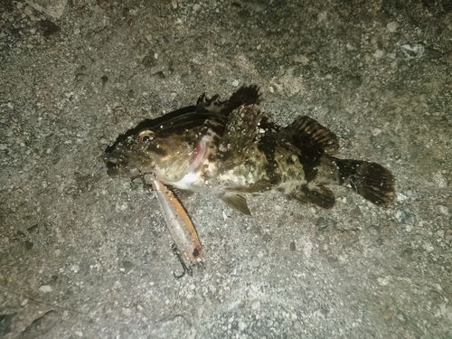 タケノコメバルの釣果