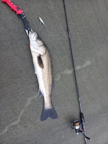 スズキの釣果