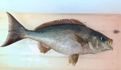 イサキの釣果