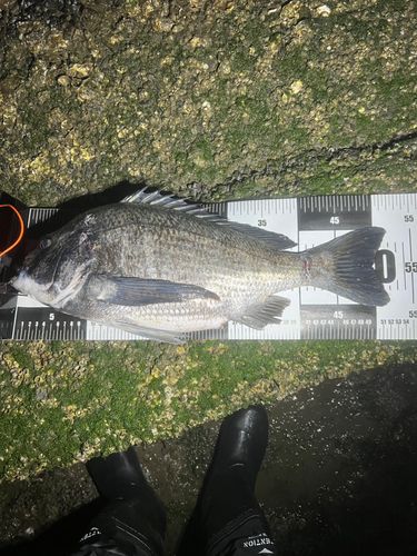 チヌの釣果