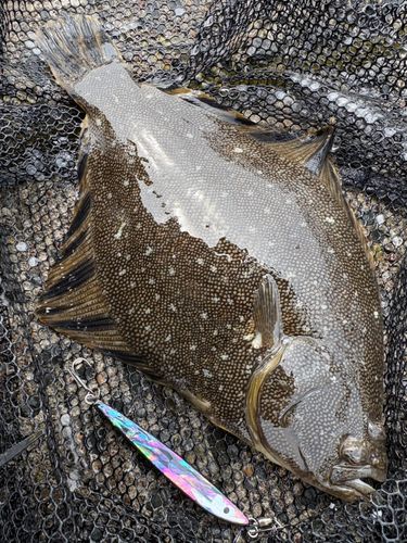 マツカワの釣果