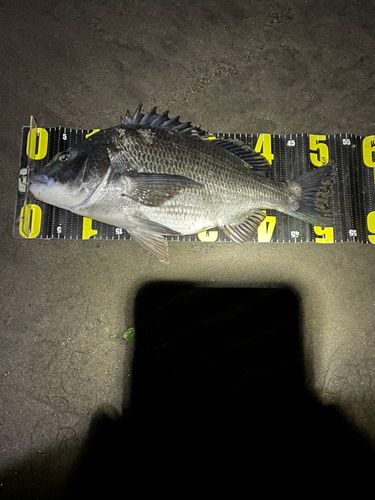 クロダイの釣果