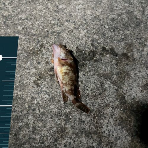 カサゴの釣果