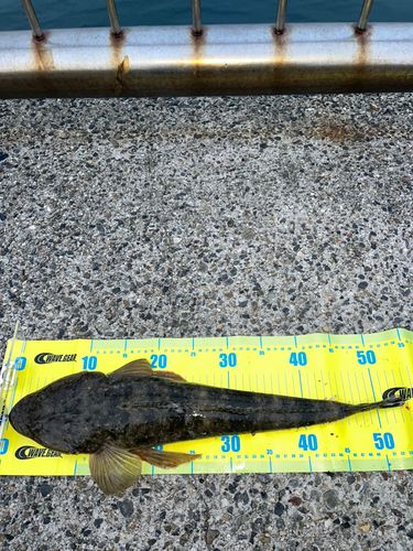 マゴチの釣果