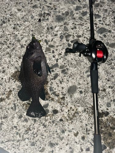 マゾイの釣果