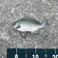 グレの釣果