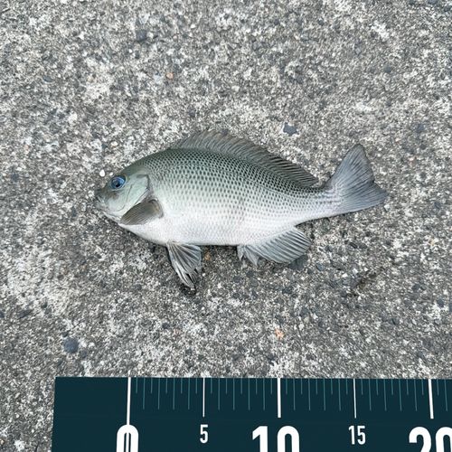 グレの釣果