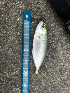 マアジの釣果