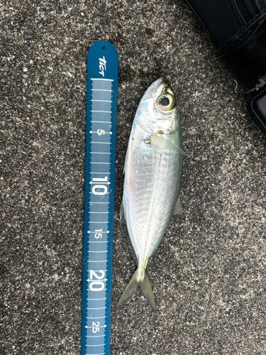 マアジの釣果
