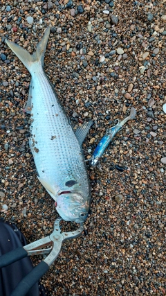 コノシロの釣果