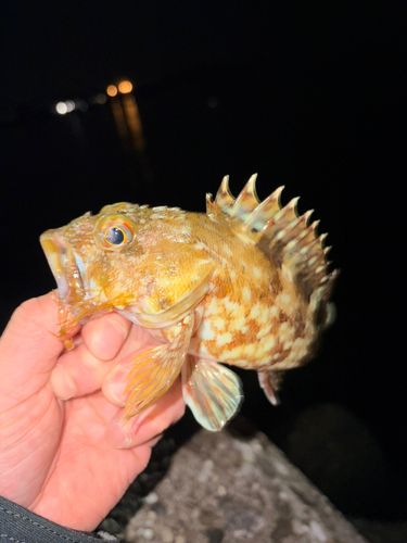 ガシラの釣果