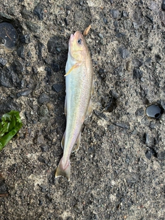 コマイの釣果