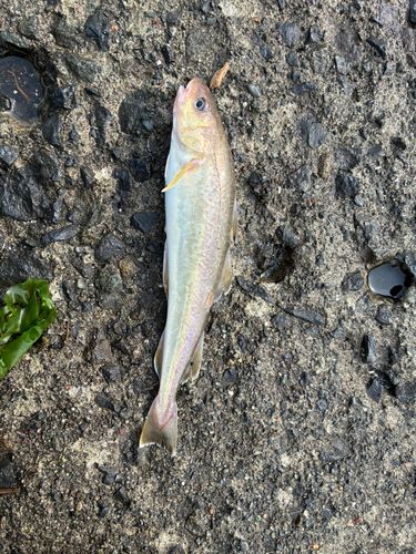 コマイの釣果