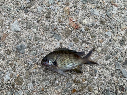 スズメダイの釣果