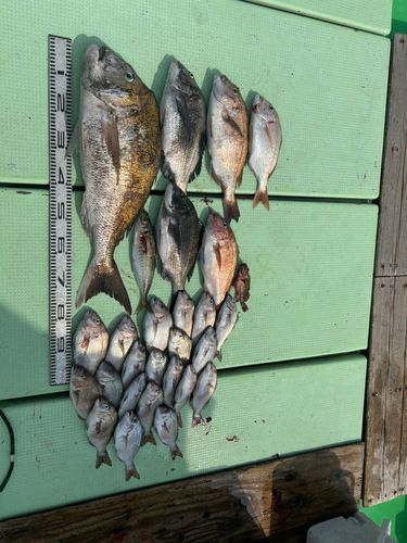 タイの釣果