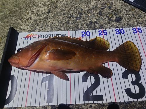 アコウの釣果