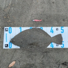 ヒラメの釣果