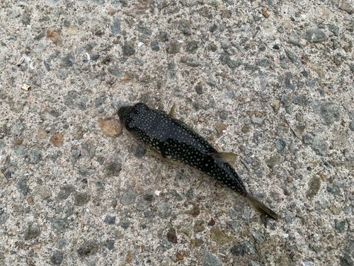 フグの釣果