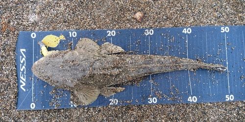 マゴチの釣果