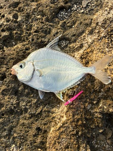 メッキの釣果