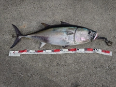 マグロの釣果