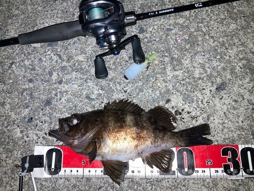 メバルの釣果