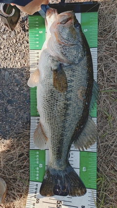 ラージマウスバスの釣果