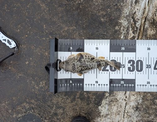 フグの釣果