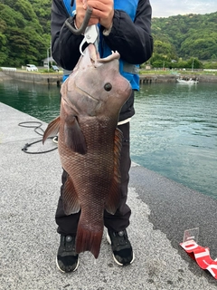 コブダイの釣果