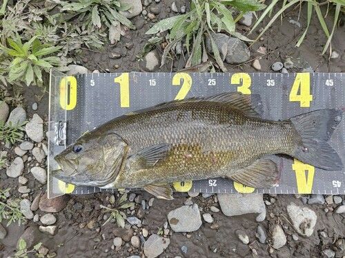 スモールマウスバスの釣果