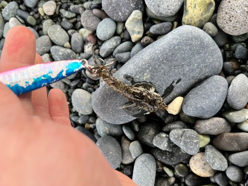 コチの釣果