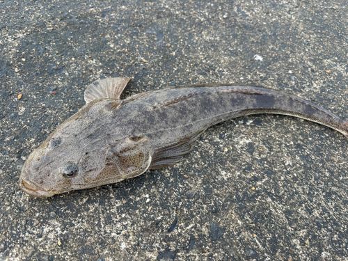 マゴチの釣果
