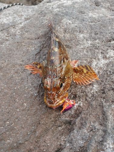 カサゴの釣果