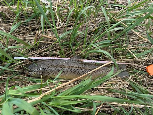 ブラウントラウトの釣果
