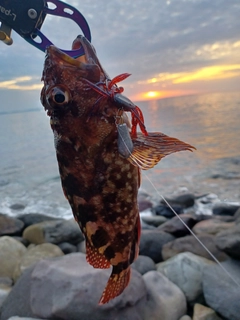 カサゴの釣果